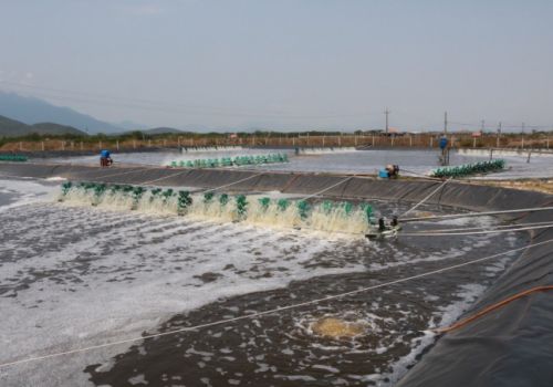 Những lưu ý trong vụ tôm mới năm 2022