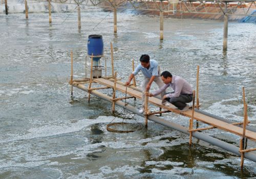 Lưu ý khi nuôi tôm theo công nghệ Biofloc