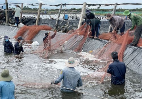 Bến Tre: Qua 1 năm thực hiện Đề án phát triển 4 ngàn ha nuôi tôm công nghệ cao