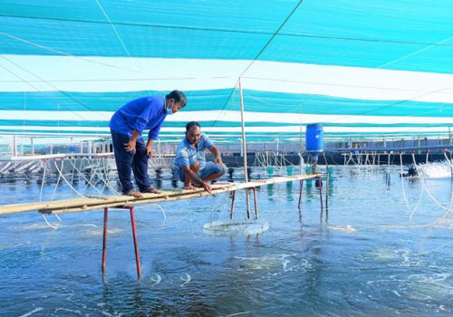 Bến Tre: Thạnh Phú tập trung phát triển 1,5 ngàn héc-ta nuôi tôm công nghệ cao
