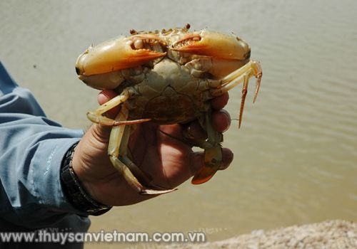 Nuôi tôm – cua kết hợp mang lại hiệu quả kinh tế cao