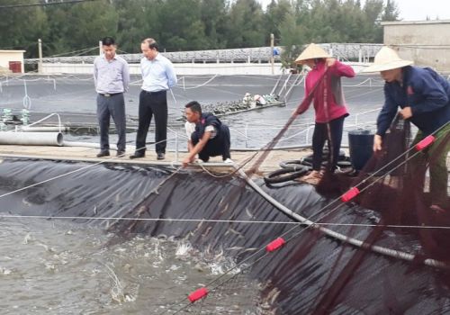 Duy trì phát triển phong trào nuôi tôm đạt chuẩn thị trường xuất khẩu