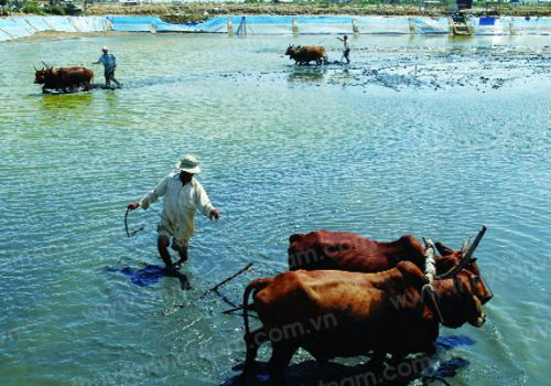 Quản lý ao nuôi tôm đất phèn