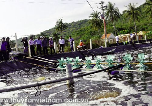 Nuôi tôm đơn giản như Chính Floc