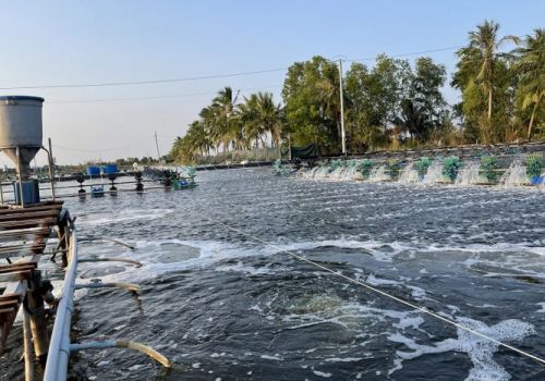 Sóc Trăng: Con tôm “khốn đốn” trước nợ xấu lên đến 639 tỷ đồng