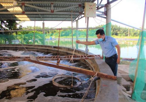 Người dân thận trọng khi thả nuôi vụ tôm mới