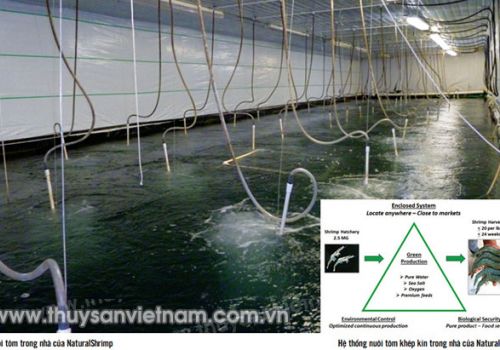 Nuôi tôm hoàn toàn tự nhiên