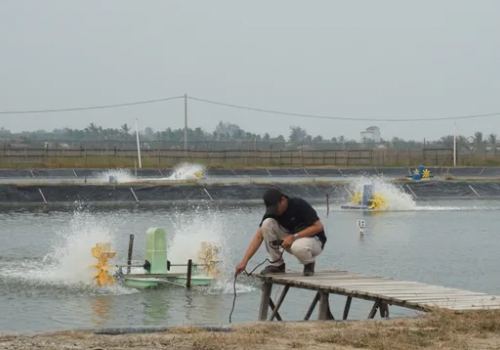 Nuôi tôm mùa mưa