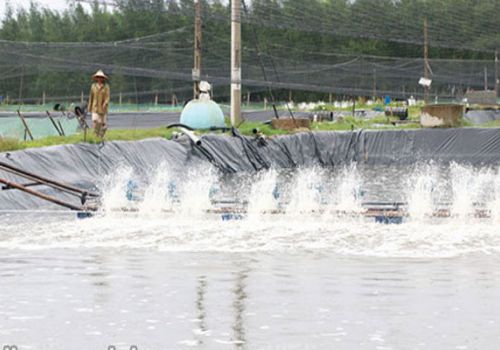 Những lưu ý khi nuôi tôm mùa mưa