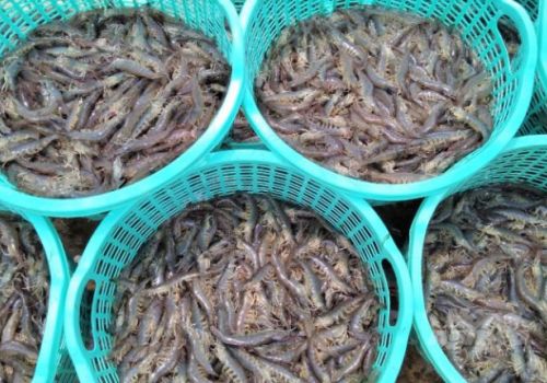 Giải pháp nuôi tôm thẻ thông minh thích ứng với biến đổi khí hậu