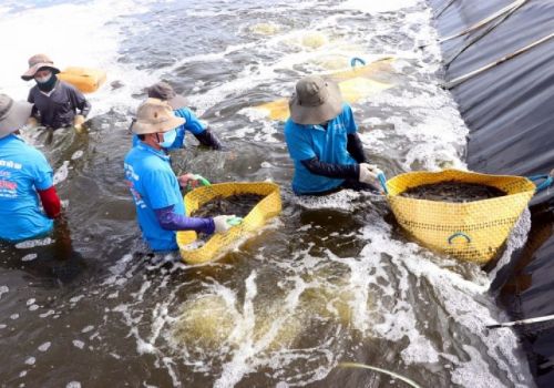 Sóc Trăng được mùa tôm nước lợ