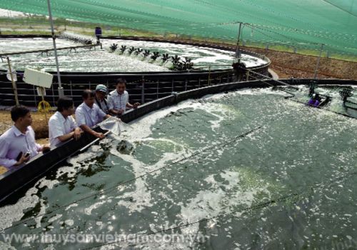 Quản lý môi trường nuôi tôm siêu thâm canh