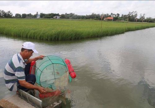 Nuôi tôm thâm canh mật độ cao cho lãi 400 triệu đồng/ha/vụ