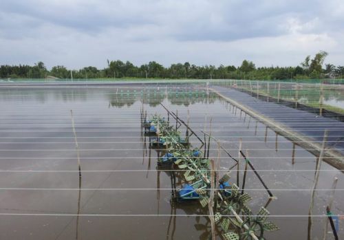 Tỷ phú nuôi tôm thâm canh mật độ cao