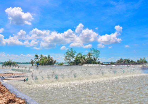 Xuất khẩu tôm năm 2025 dự báo đạt 5,6 tỷ USD