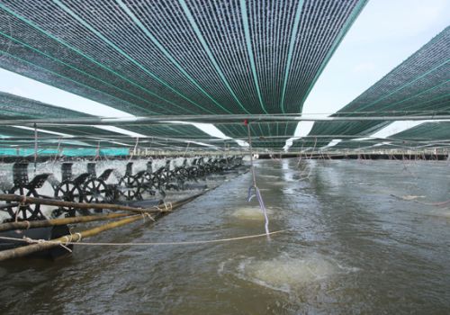 Sóc Trăng: Đẩy mạnh nhân rộng các mô hình nuôi tôm hiệu quả trong vụ tôm nước lợ năm 2022