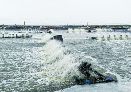 Trang trại Tân Nam: Nuôi tôm thành công nhờ vi sinh