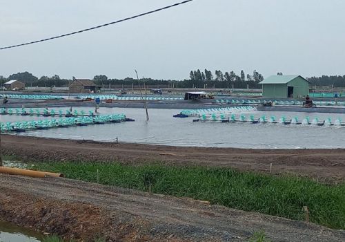 Ồ ạt nuôi tôm thẻ chân trắng ở vùng Đồng Tháp Mười
