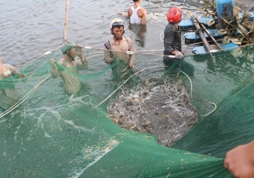 Chia sẻ kinh nghiệm nuôi tôm thẻ chân trắng an toàn