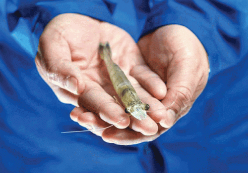 Protease nuôi tôm thẻ siêu thâm canh hiệu quả