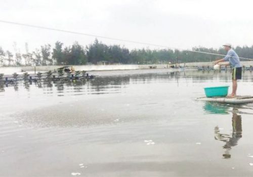 Nuôi tôm trên cát thiếu an toàn