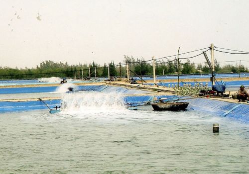 Quan tâm hỗ trợ đầu tư để nhân rộng diện tích nuôi tôm