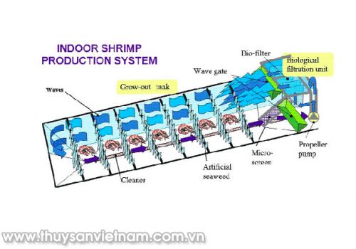 Nuôi tôm trên đất liền bằng công nghệ cao
