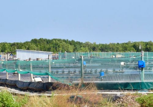 Nuôi tôm siêu thâm canh trên đất rừng là trái Luật Lâm nghiệp