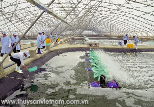 Nuôi tôm trong nhà màng