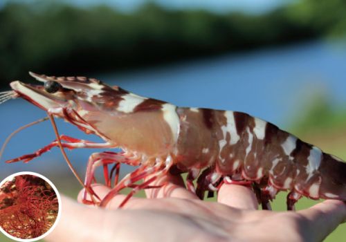 Nuôi ghép tôm sú và rong đỏ