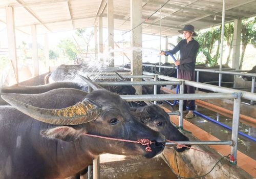 Nuôi trâu cột, một vốn bốn lời