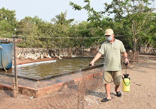 Bà Rịa - Vũng Tàu: Chủ động phòng, chống dịch bệnh gia cầm