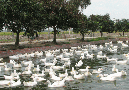 Nuôi cá ghép vịt trong ao hồ