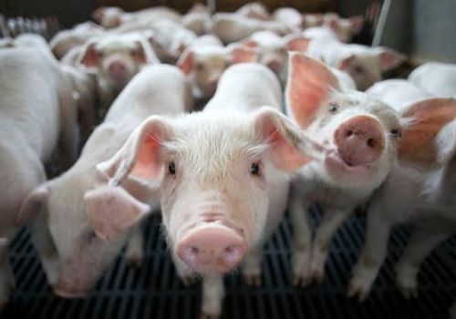 Lợn có thể điều tiết lượng lưu huỳnh với DDGS trong khẩu phần ăn