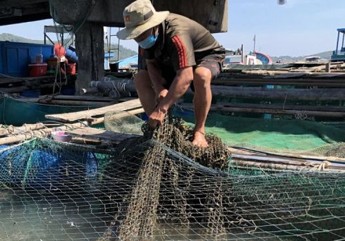 Nuôi trồng thủy sản ở Quảng Ngãi gặp khó sau dịch
