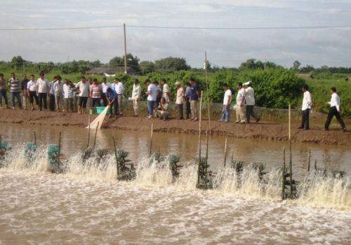 Mô hình nuôi tôm kết hợp cá rô phi đang đem lại triển vọng