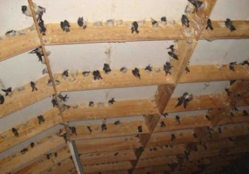 9 yếu tố giúp nuôi yến trong nhà thành công