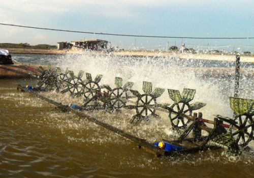 Sự phân tầng nước trong ao nuôi và vai trò của lưu thông nước