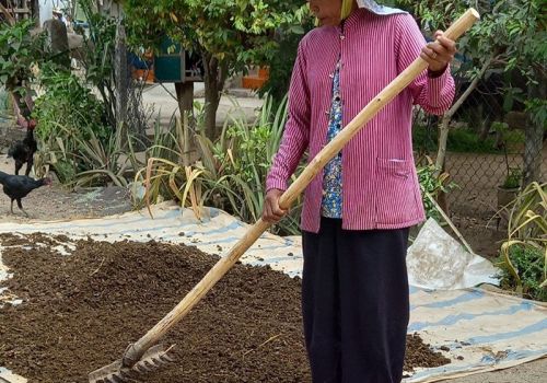 Tăng thu nhập từ bán chất thải trâu, bò