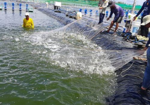 Đa lợi ích chế phẩm vi sinh cho nuôi tôm