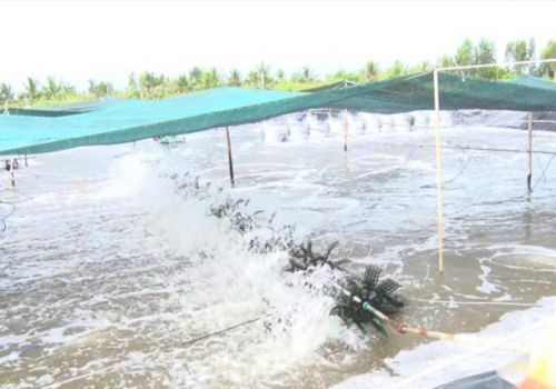 Tôm nước lợ – hướng đi lâu dài cho các huyện vùng Tứ giác Long Xuyên