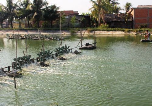 Cần phòng bệnh cho tôm trong mùa mưa