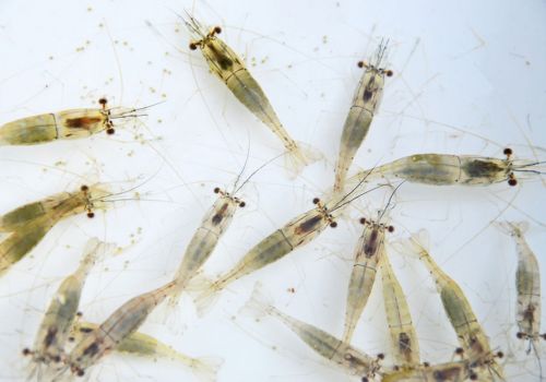 Dấu hiệu, cách phòng và điều trị hiệu quả bệnh phân trắng trên tôm