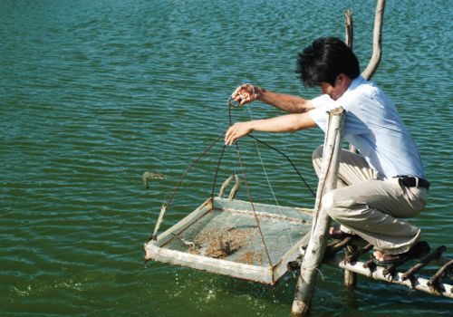 Phòng bệnh cho tôm thời điểm giao mùa