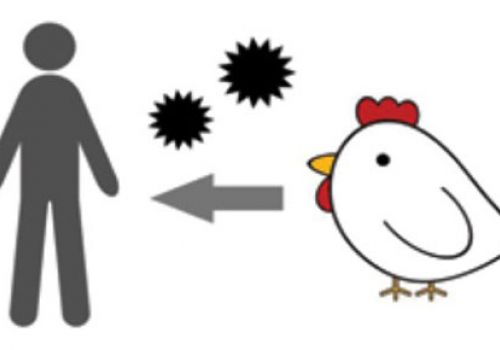 Tăng cường phòng, chống dịch bệnh cúm gia cầm