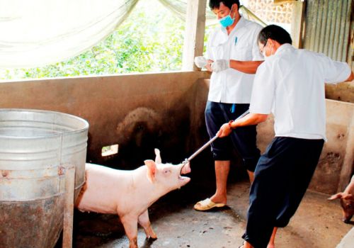 ĐBSCL chủ động phòng chống dịch bệnh trên gia súc, gia cầm