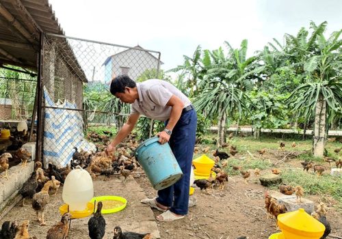 Phòng bệnh cúm gia cầm dịp Tết Nguyên đán