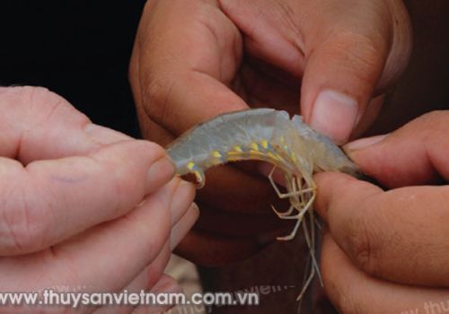 Phòng trị bệnh do Vibrio trên tôm
