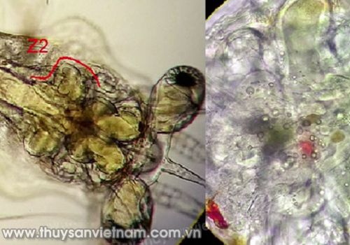 Phòng trị hội chứng Zoea 2