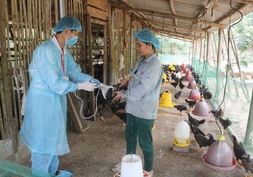 Quảng Nam được hỗ trợ 10 nghìn lít hóa chất phòng chống dịch bệnh động vật